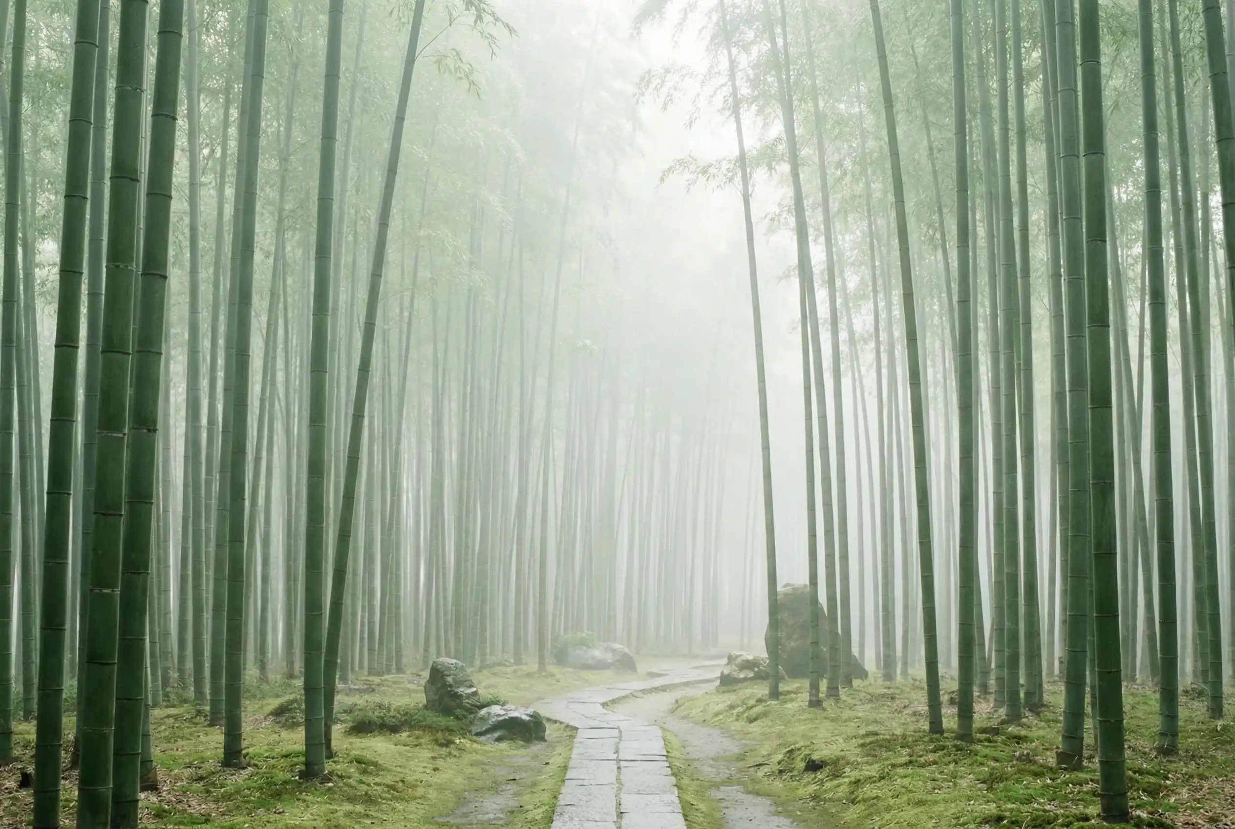 幸运刮刮乐 自然恩赐计划竹林背景